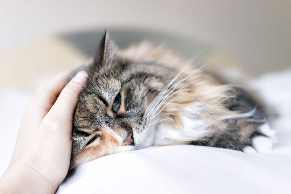 gato maine coon acostado en la cama acariciado en la frente 