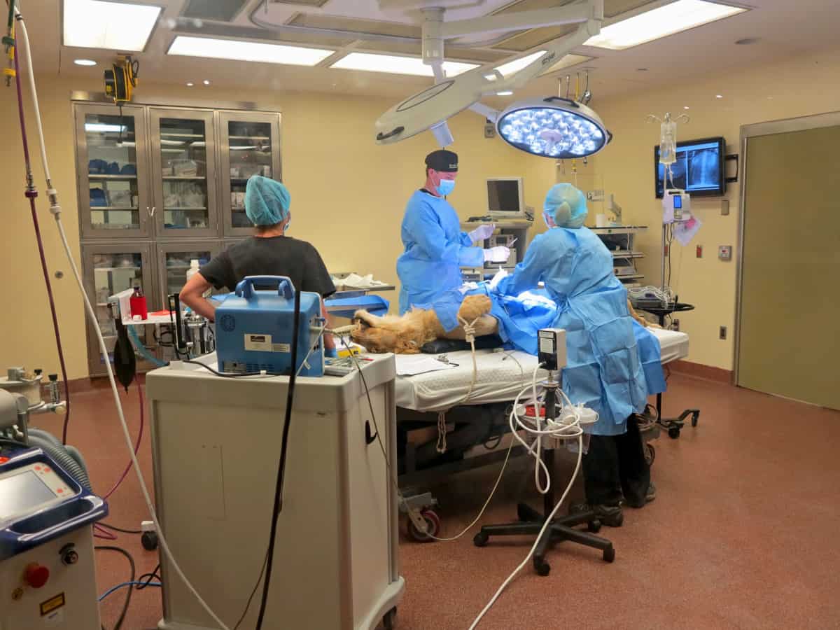Hospital de animales