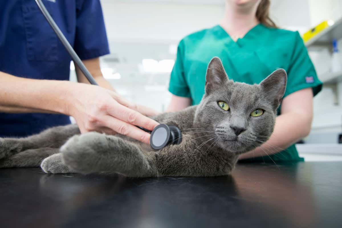 Veterinario examinando gato con estetoscopio