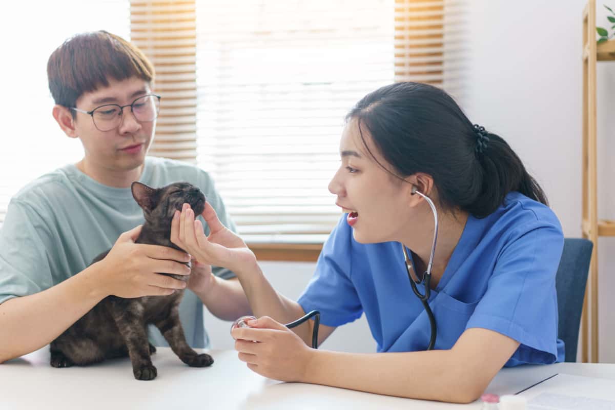 Estetoscopio de uso veterinario femenino para comprobar la salud del gato