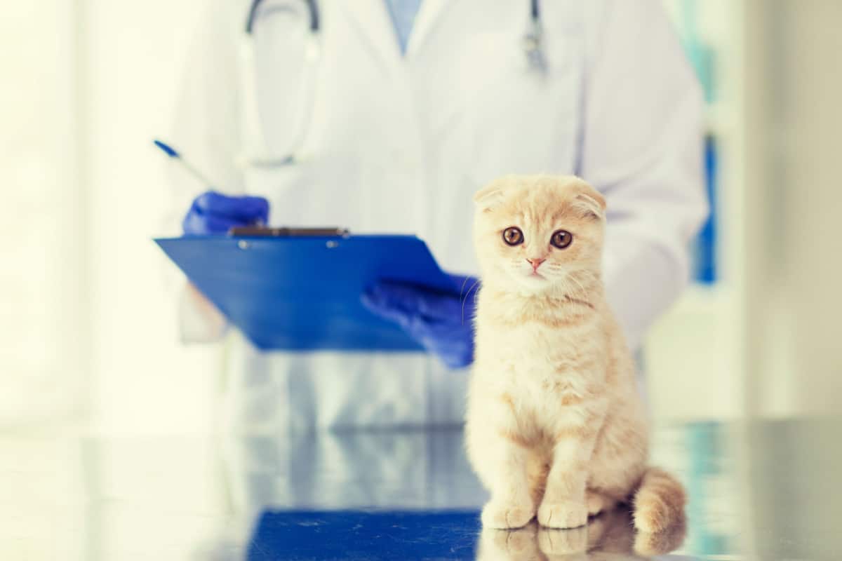 Primer plano de un gatito con un médico veterinario en la parte trasera revisando al gato.