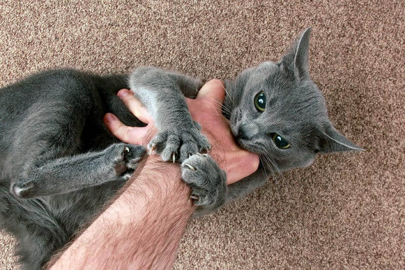 ¿Cómo lidiar con las "mordeduras de amor" de los gatos?