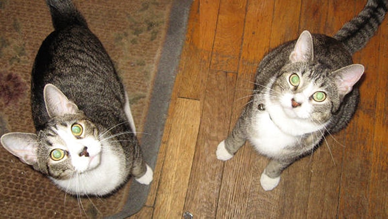 dos hermosos gatos que parecen idénticos