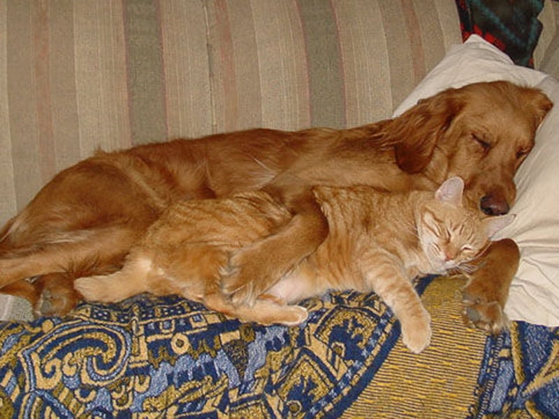 Gato y perro que se parecen.  Tumbados juntos.