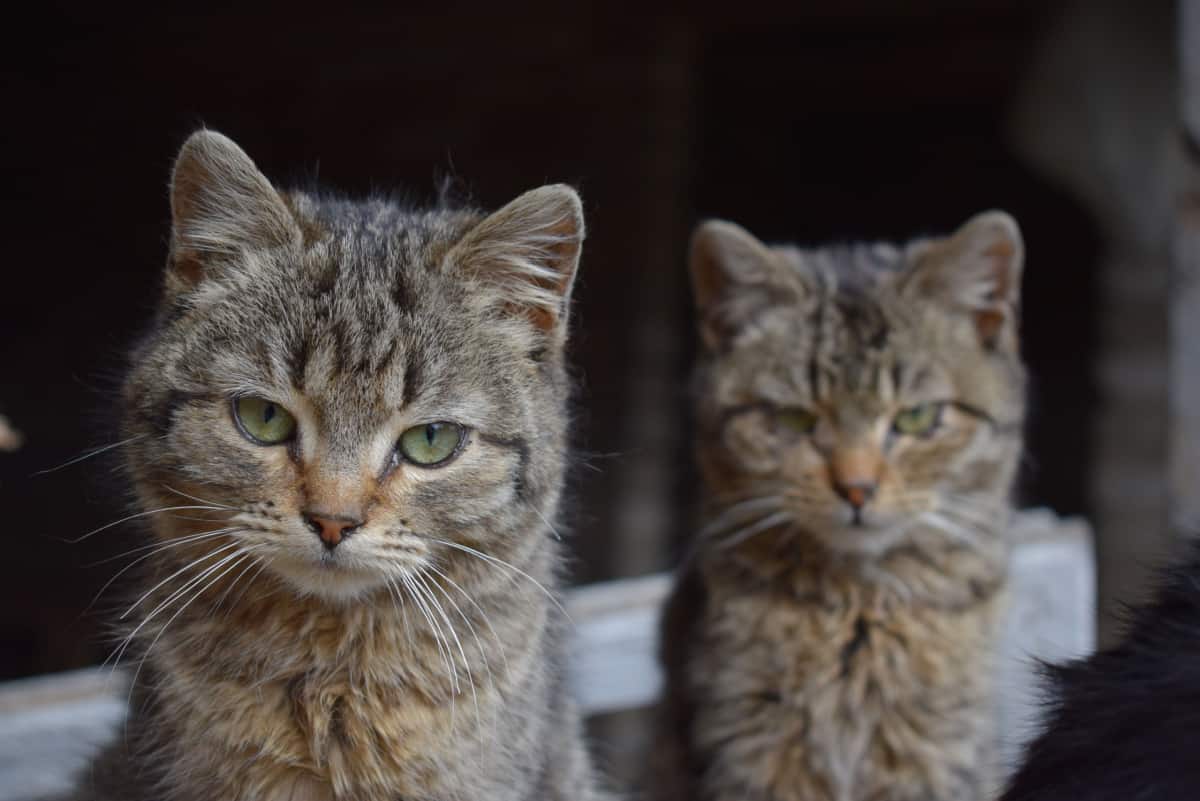 En la foto podemos ver dos gatos idénticos.
