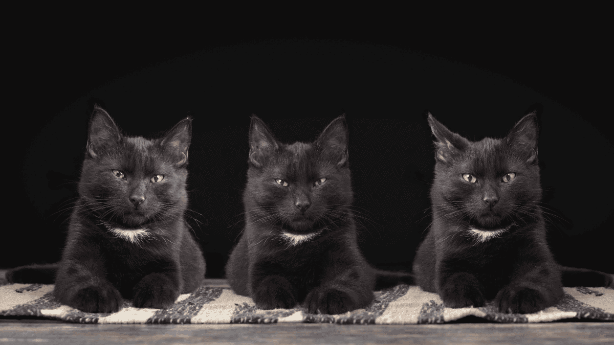 Tres retratos de gatitos negros.  Los gatos son gemelos idénticos.
