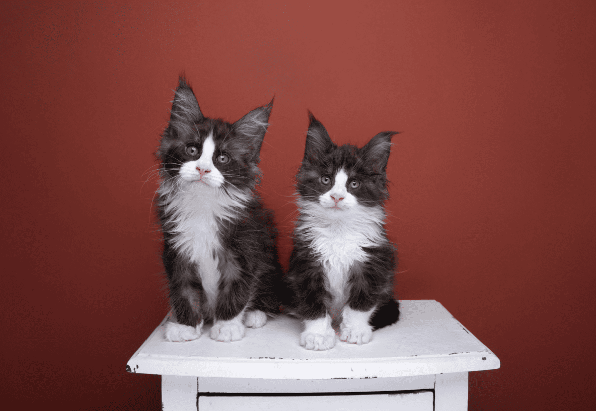 Dos hermanos gatitos tuxedo maine coon sentados uno al lado del otro en el cajón
