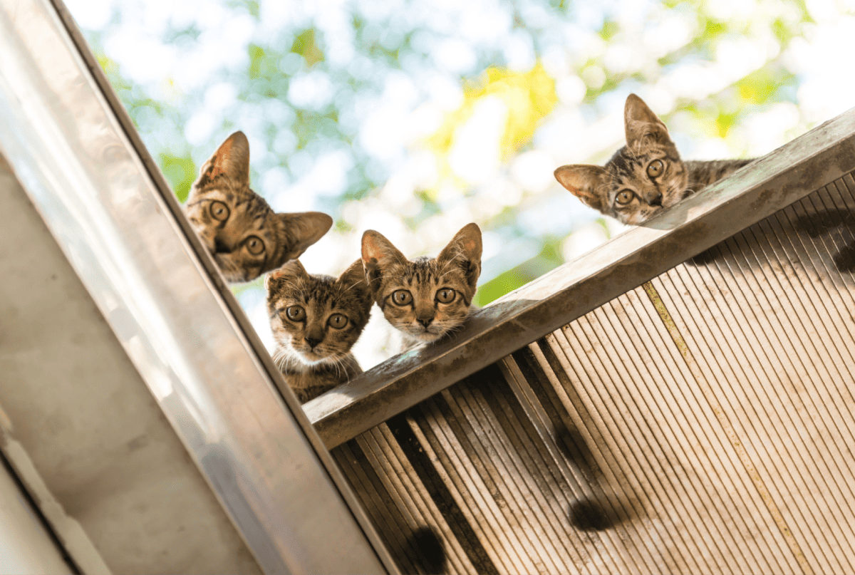 pequeños 4 gatos gemelos en el techo
