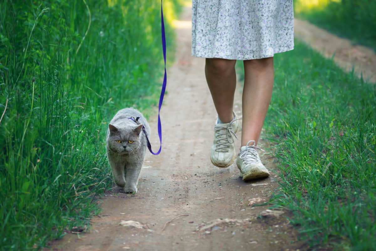   Un gato camina con una correa dirigida por una adolescente: entrenamiento con arnés y correa para gatos