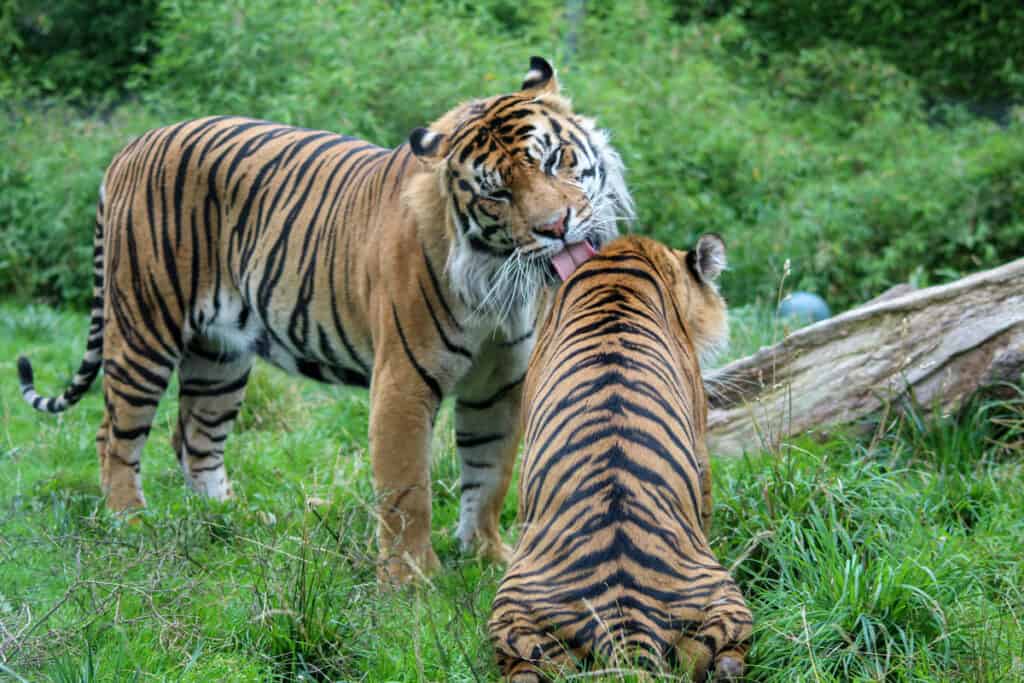 leones acicalándose unos a otros