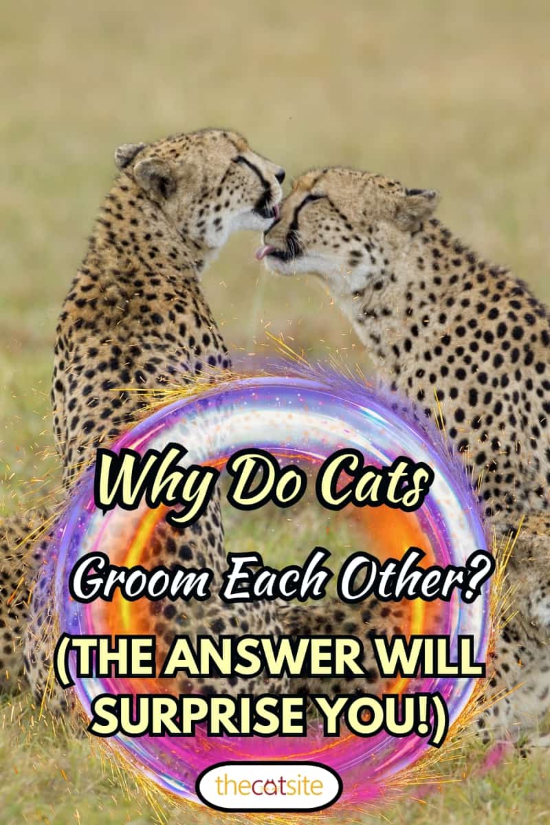 Hermanos guepardo acicalándose mutuamente (Acinonyx jubatus) Sudáfrica