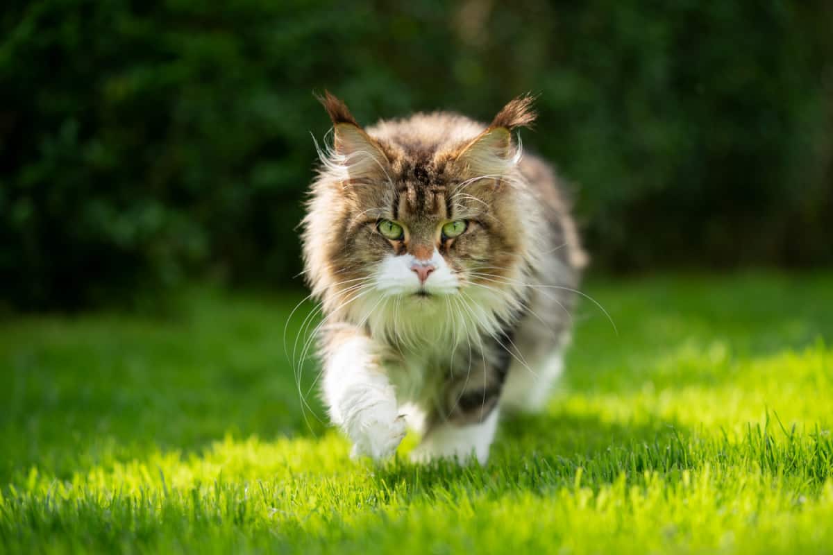 gato al aire libre en un jardín verde mirando y caminando hacia la cámara 