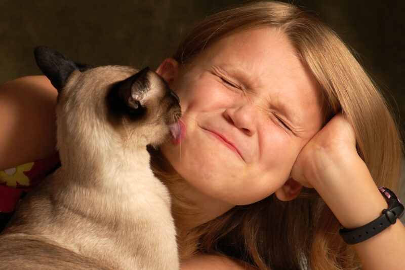 Un lindo gato siamés lamiendo la cara de su dueño, ¿Por qué mi gato me lame la cara?