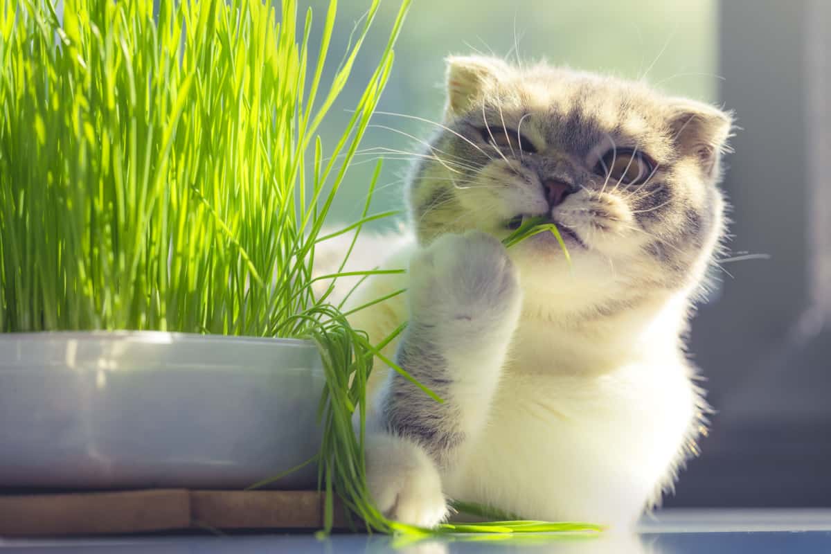 Hierba Para Gatos: Cómo Crear El Jardín Perfecto Para Tu