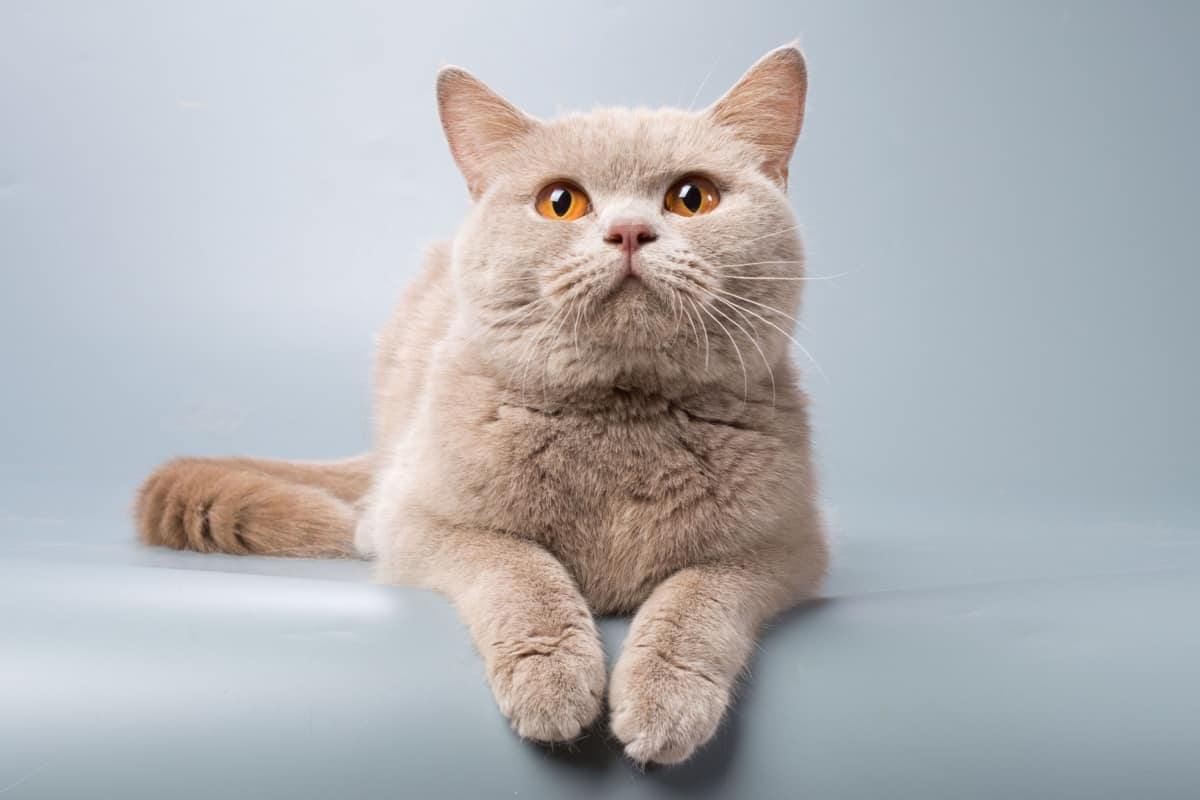 gato de color leonado con ojos de color naranja brillante en posición acostada