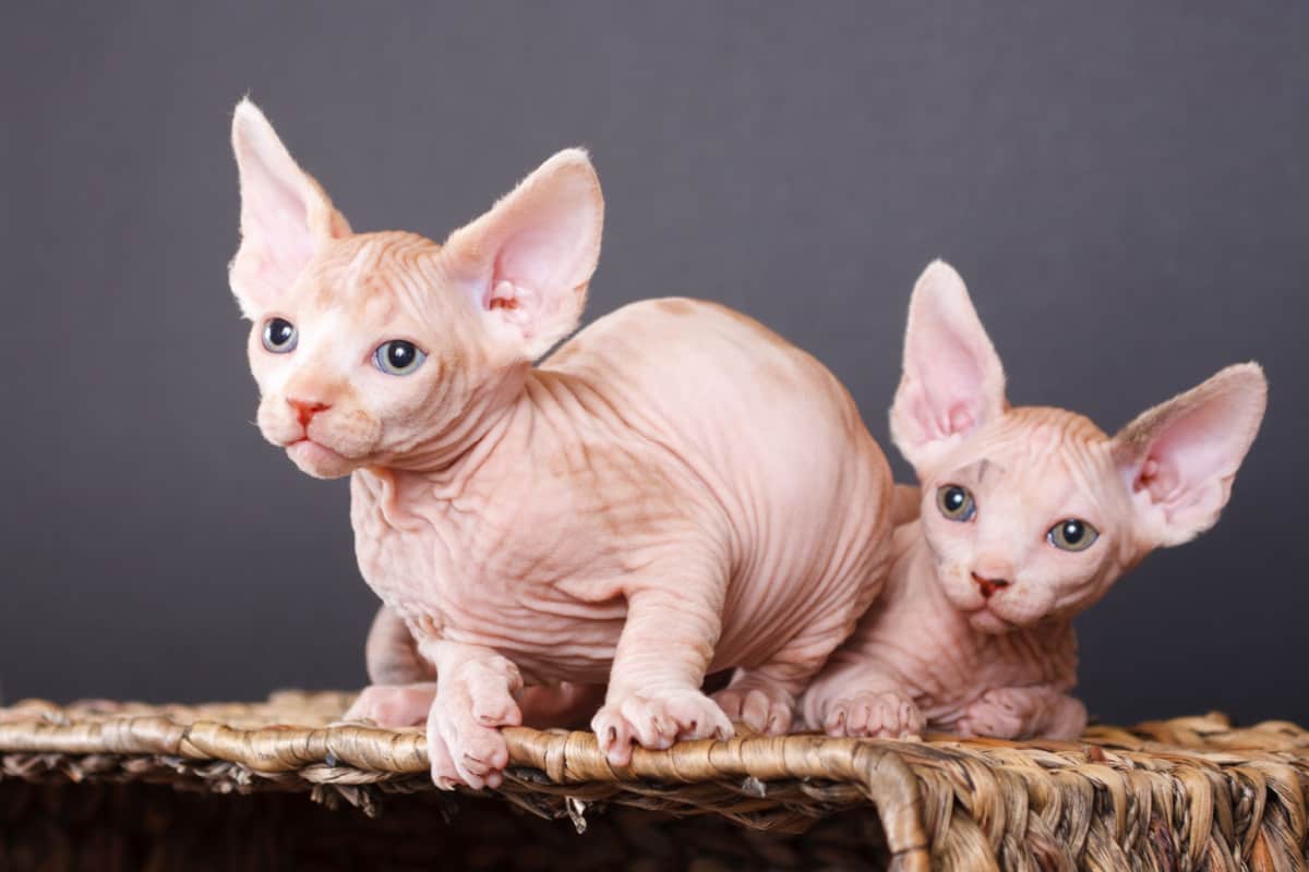 Dos gatitos Sphynx en una cesta de madera.