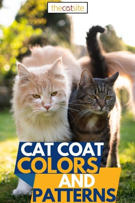 Colores y patrones del pelaje del gato