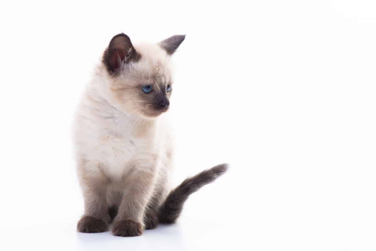 curioso gato siamés mirando hacia atrás atento