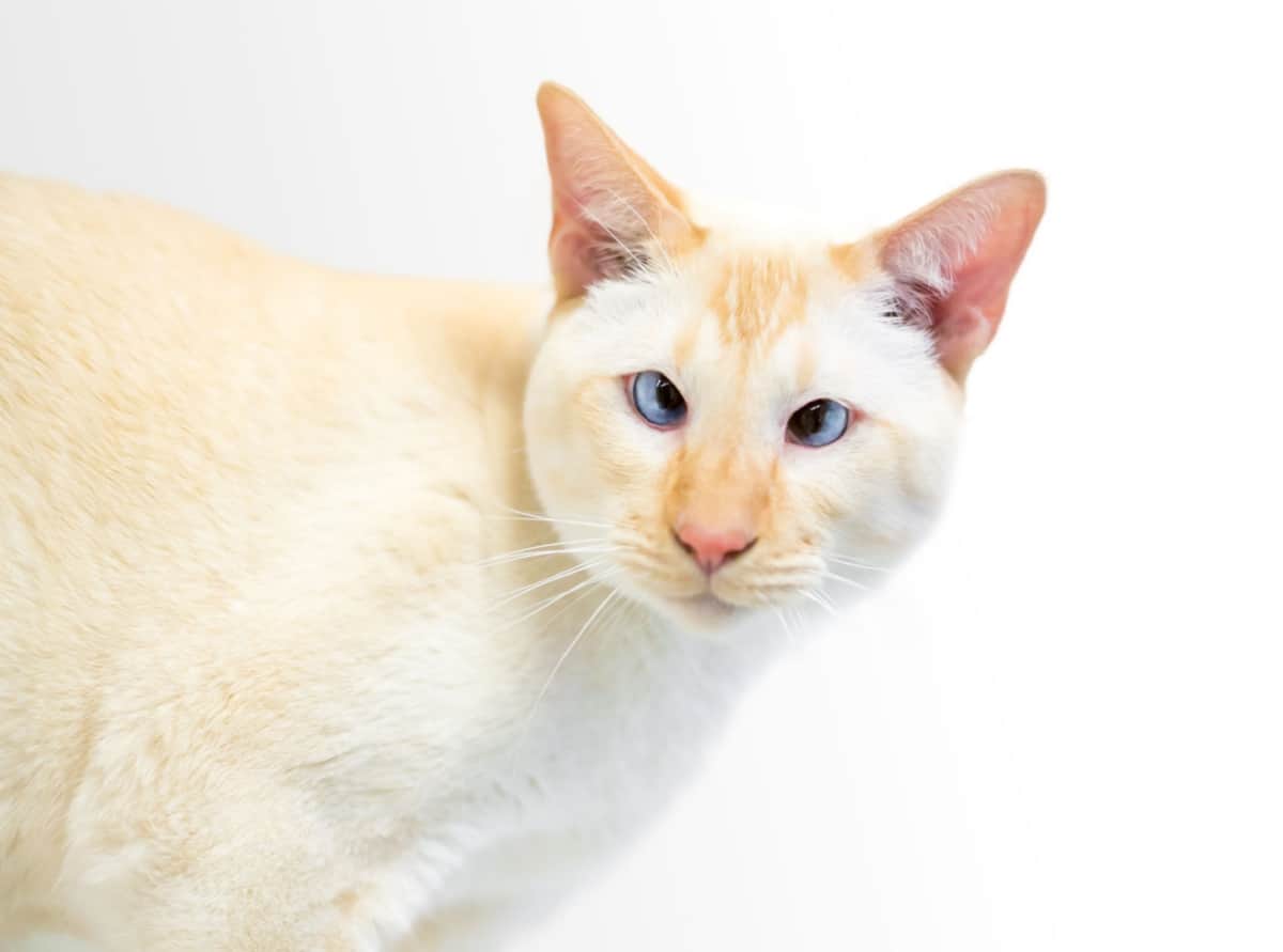 Gato siamés con marcas de puntos de llama y ojos cruzados