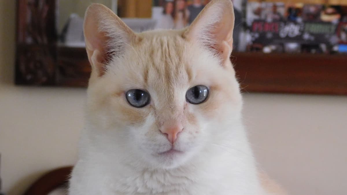 bonito gatito de ojos azules