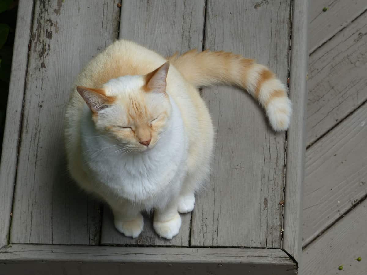 gato siamés sentado en un suelo de madera