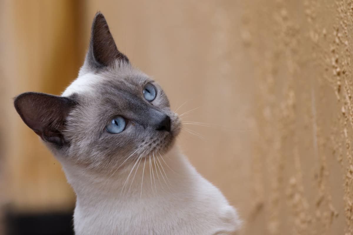 Puntos azules siameses