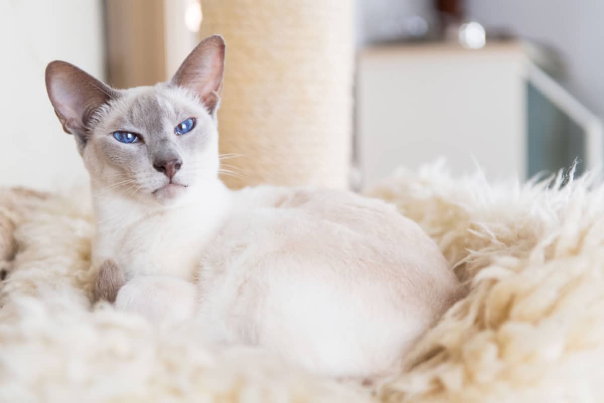 Gato siamés de punto lila en cama colgante