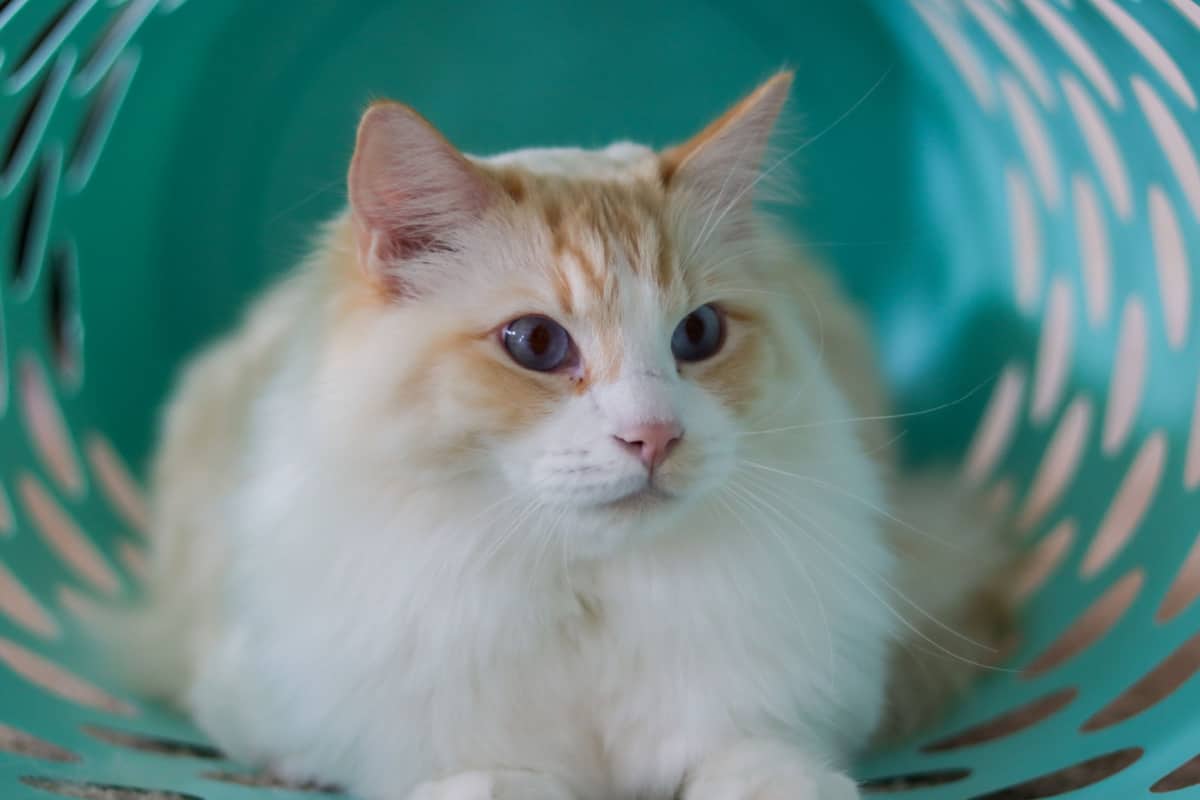 Gato Ragdoll de punto de llama en cesto de lavandería