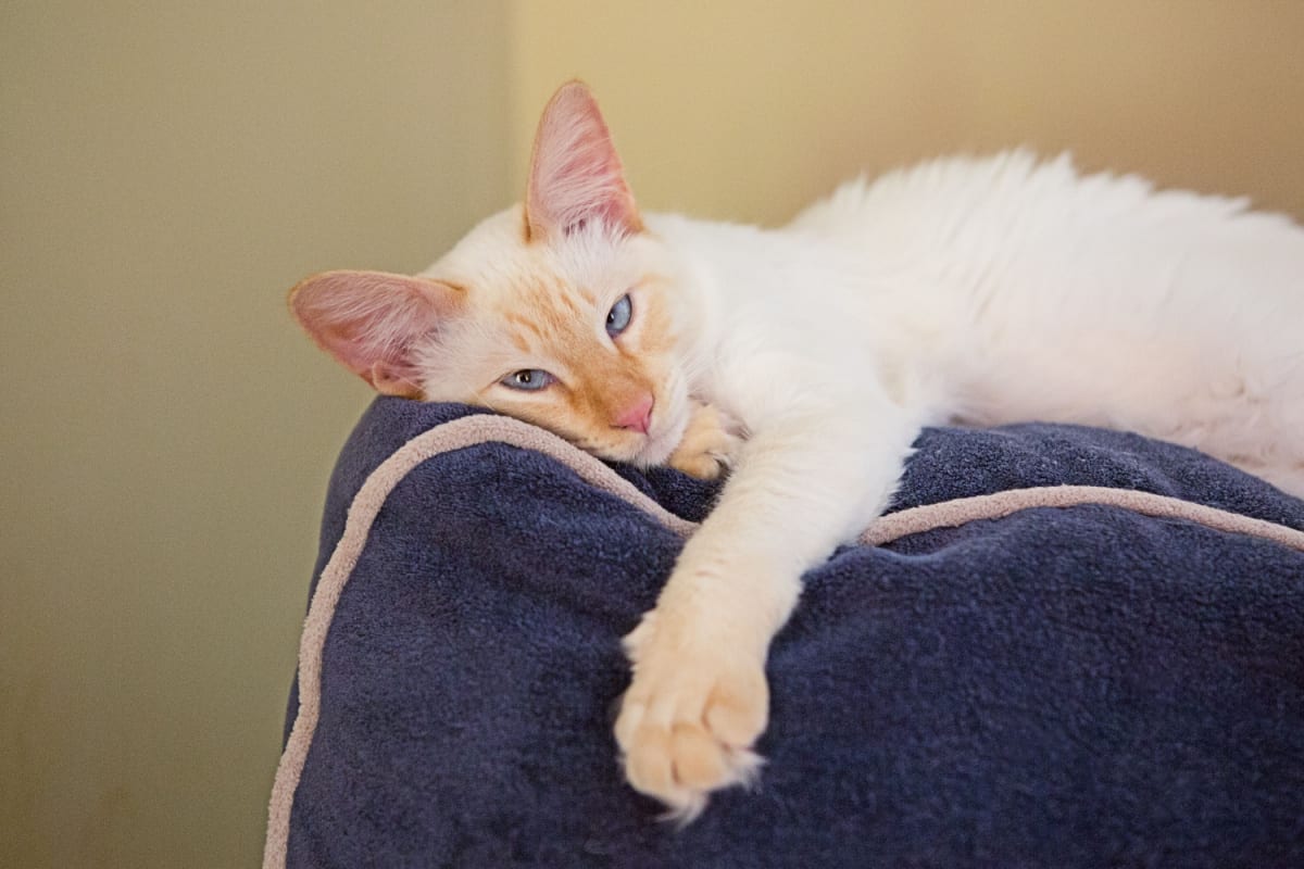 Siamés Lazy Flame Point