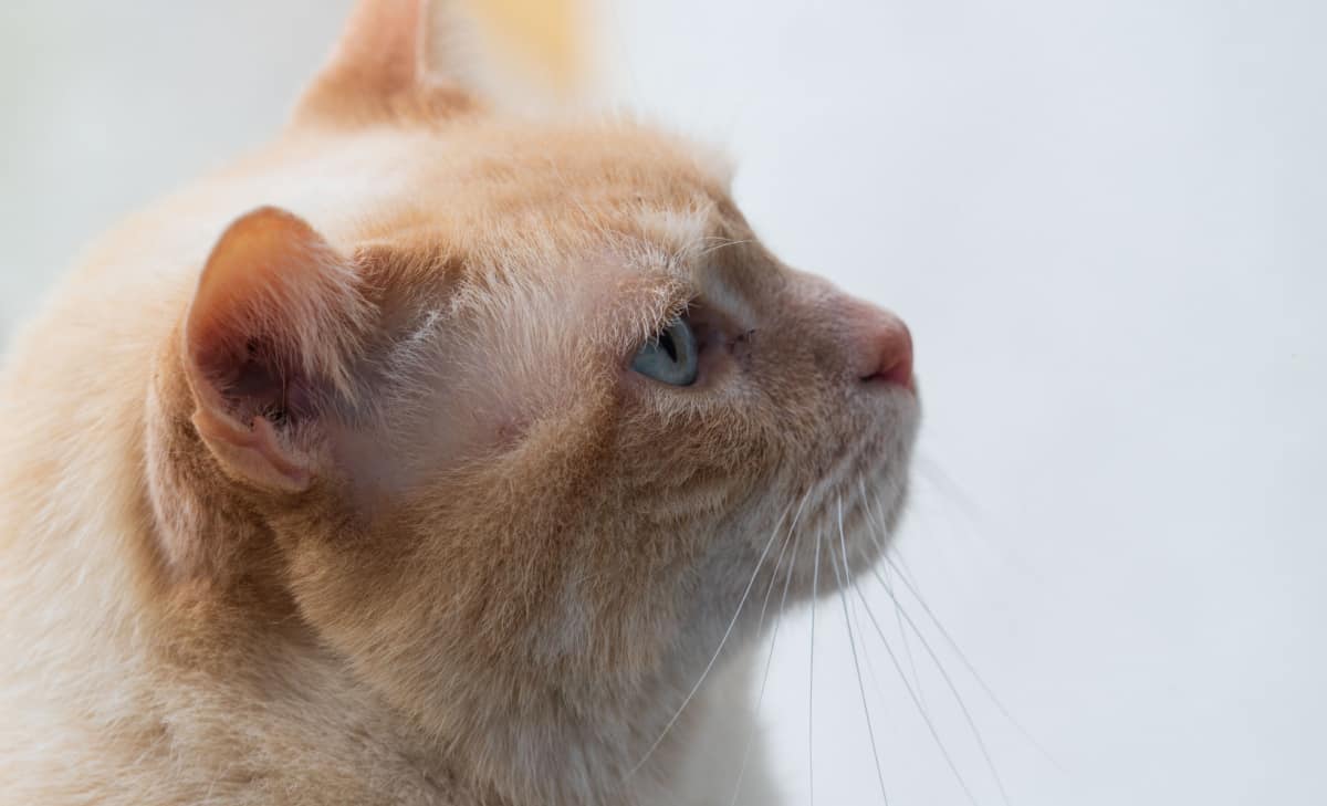 gato siamés punto de llama de ojos azules