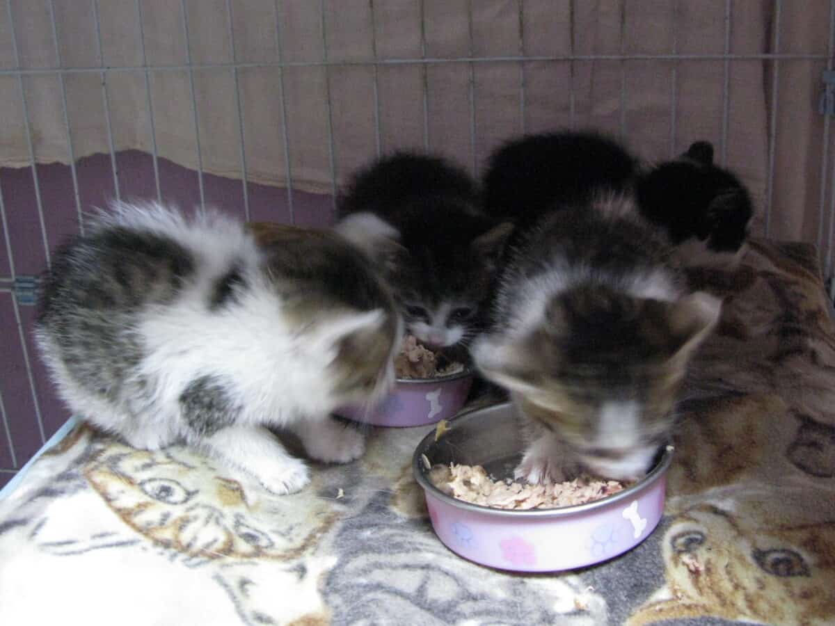 Rescatan gatitos comiendo comida 