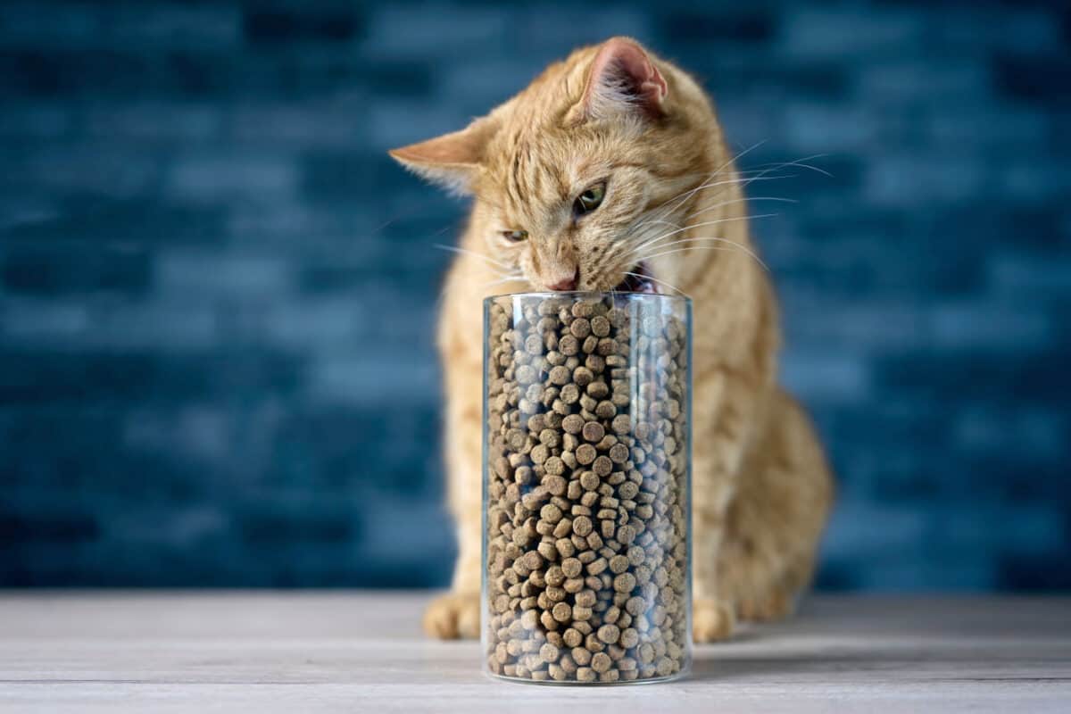 Gato atigrado comiendo comida seca para gatos