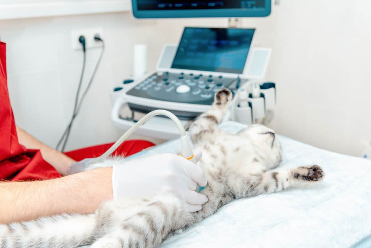 gato sometido a examen de ultrasonido en clínica veterinaria
