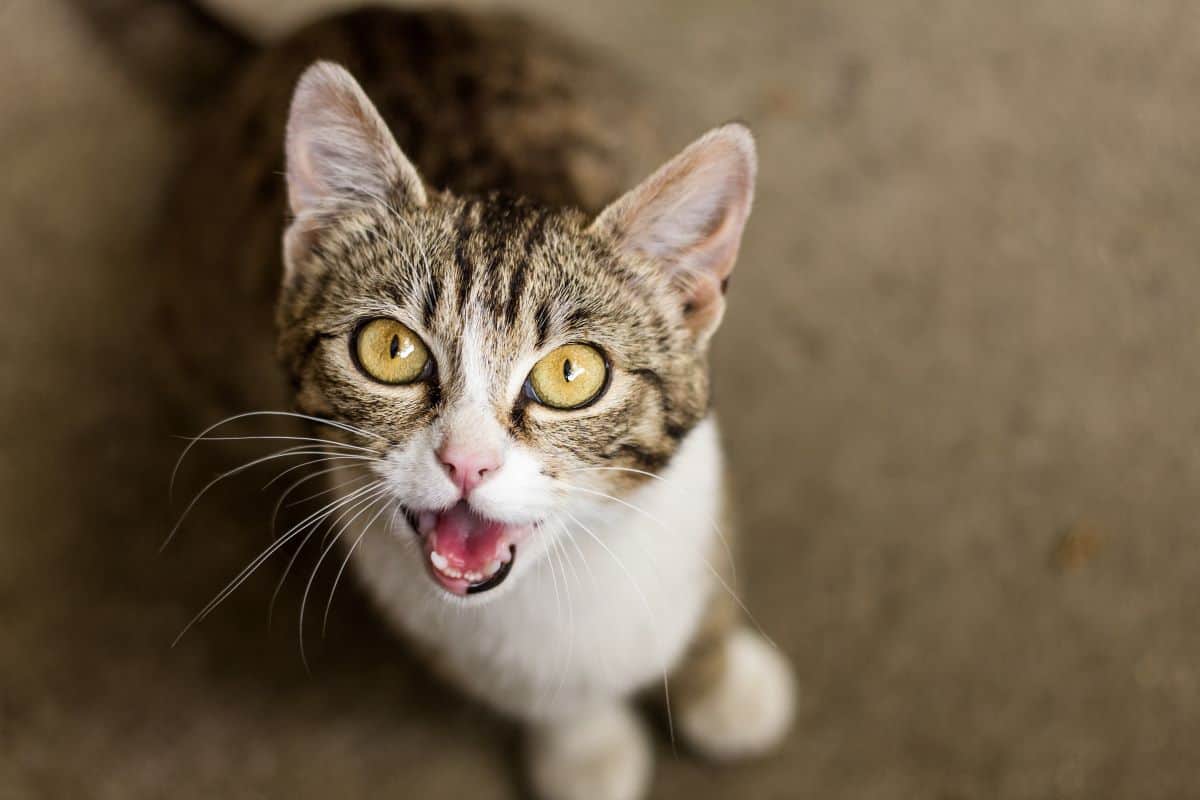 Problemas de comportamiento del gato: maullido vocal del gato