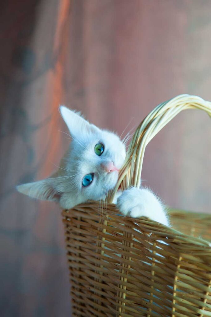 Problemas de comportamiento del gato: lindo gato blanco mordiendo una canasta posiblemente hambriento