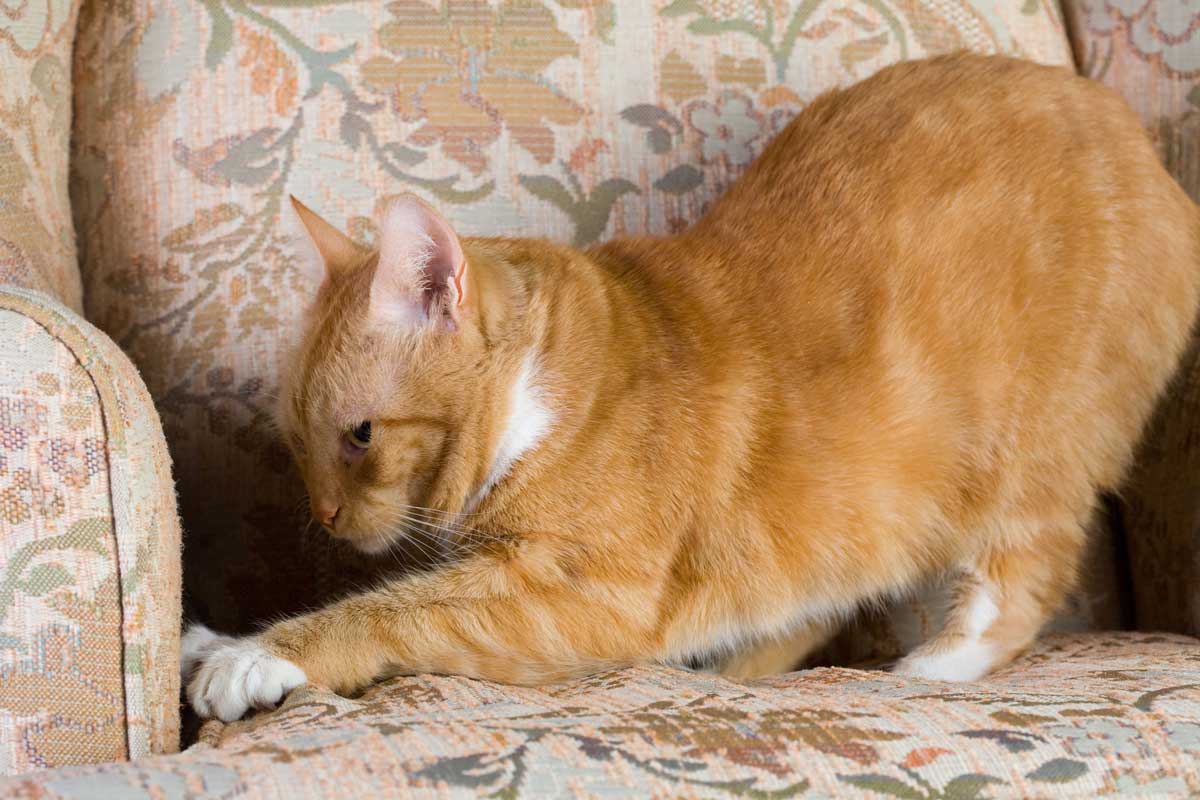 Gato clavando sus garras en el sofá