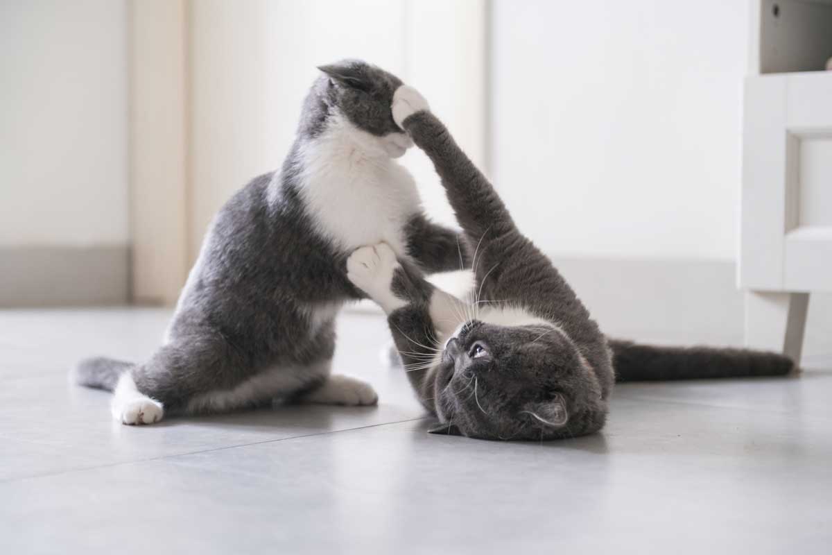 Gatos peleando agresivamente entre sí.