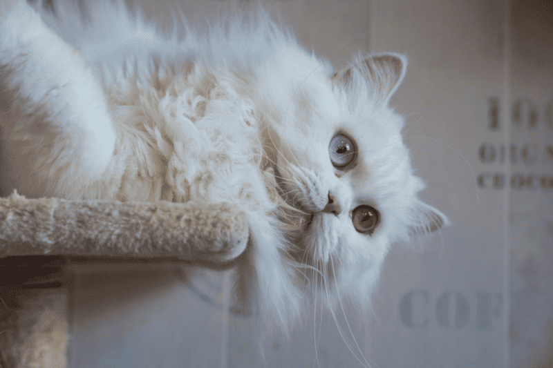 hermoso gato persa con dos ojos de diferentes colores