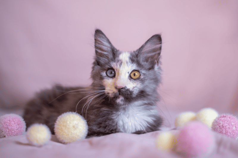 Hermoso gato Maine Coon con diferentes colores de ojos.