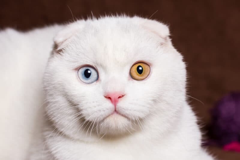 retrato de un hermoso gato escocés. diferente color de ojos.