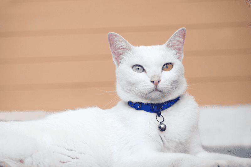 Ojo de dos colores Khao Manee Cat