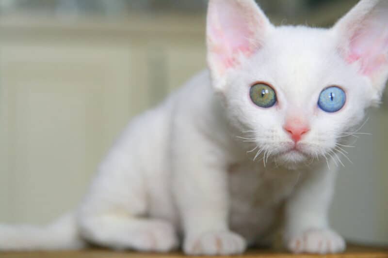 Gatito blanco devon rex con ojos de diferentes colores. Un ojo será amarillo y el otro azul.