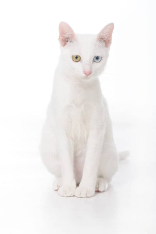 Gato siamés blanco de ojos impares sentado sobre fondo blanco
