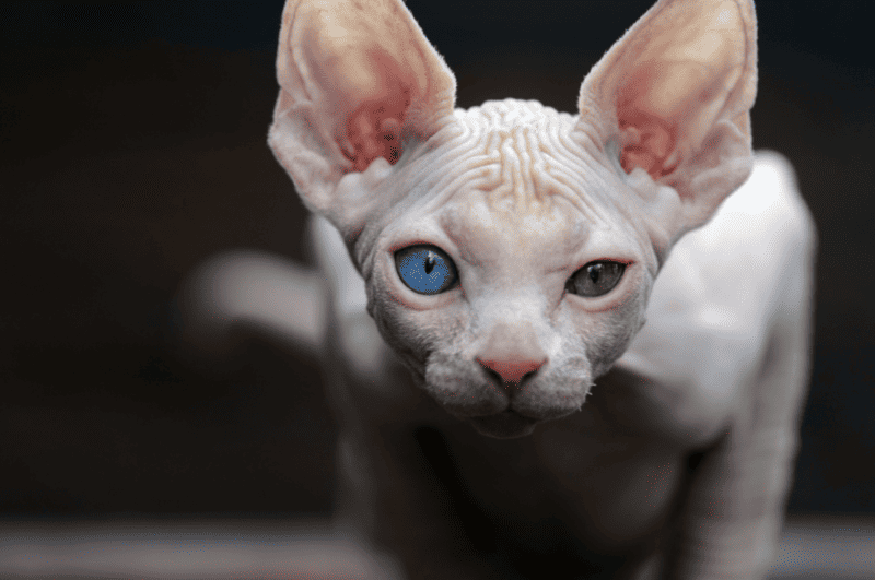 Gatos De Ojos Extraños: El Fenómeno Fascinante