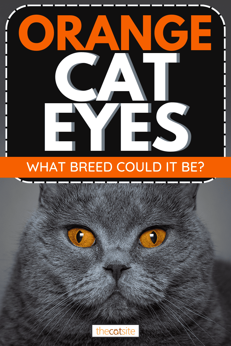 Retrato de un gato con ojos de color naranja brillante, Ojos de gato naranja: ¿qué raza podría ser?
