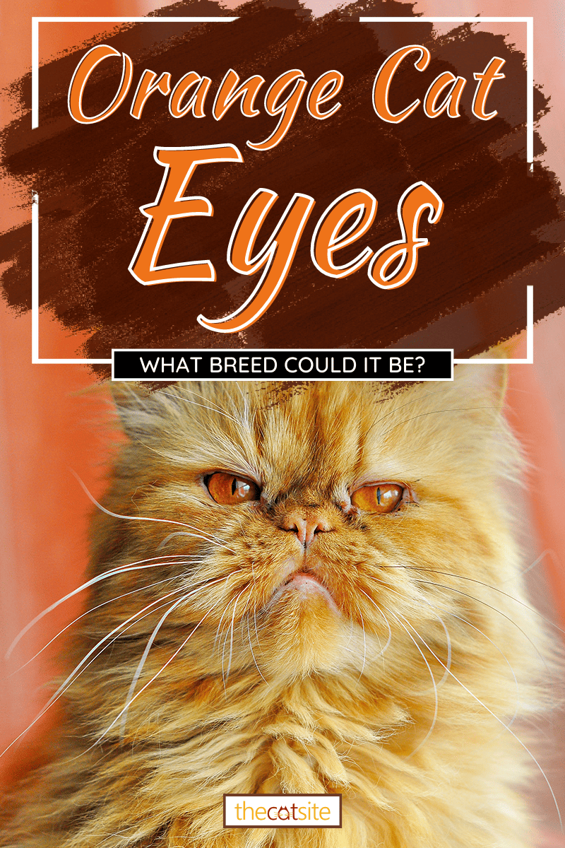Gato enojado de ojos naranjas, Ojos de gato naranjas: ¿Qué raza podría ser?