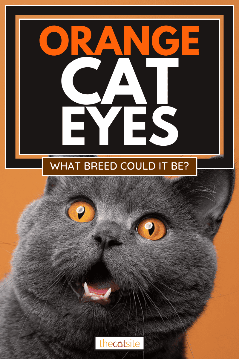 Retrato de gato británico de pelo corto que parece sorprendido, Ojos de gato anaranjados: ¿Qué raza podría ser?
