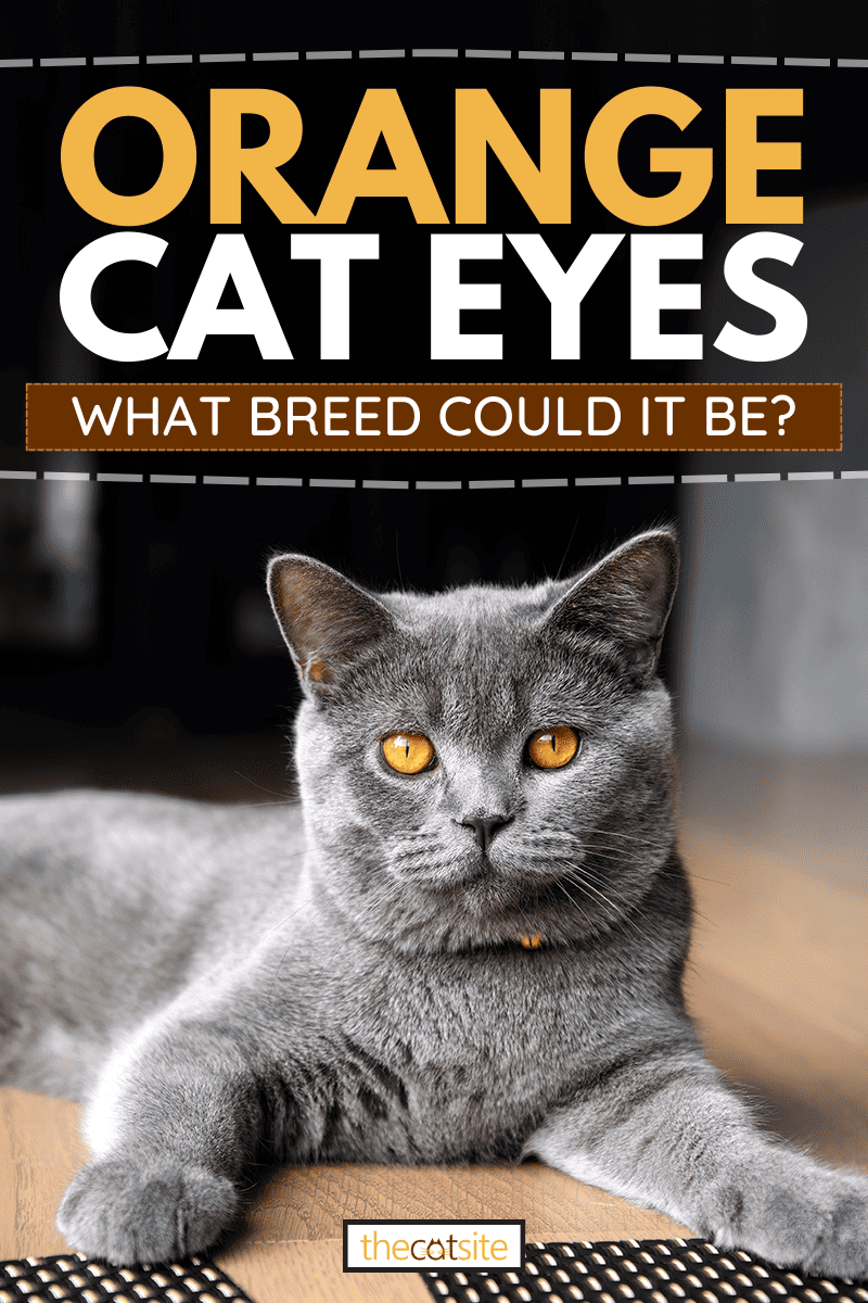 Gato negro joven sentado en un suelo de madera, Ojos de gato naranja: ¿Qué raza podría ser?