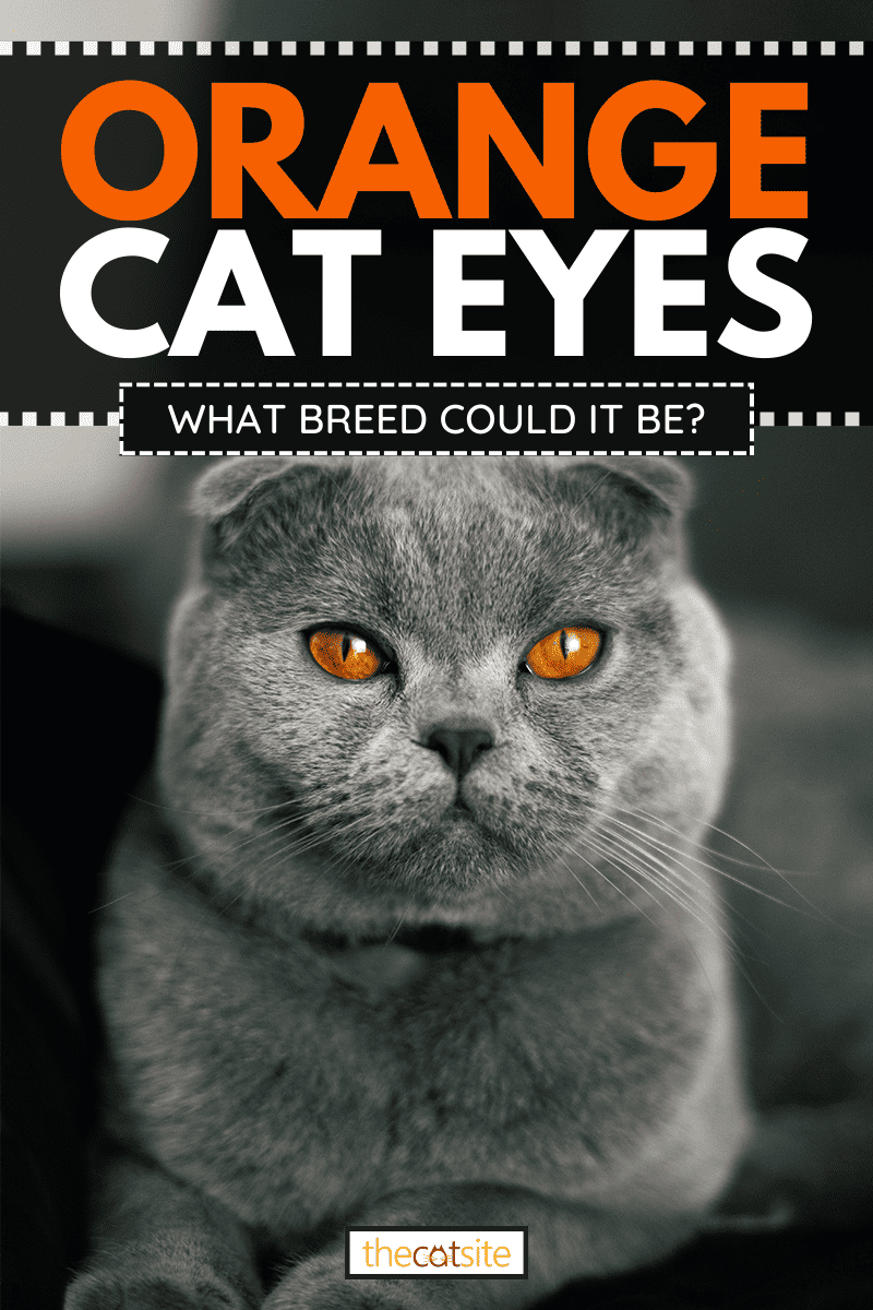 Gato Scottish Fold con ojos naranjas, Ojos de gato naranjas: ¿qué raza podría ser?
