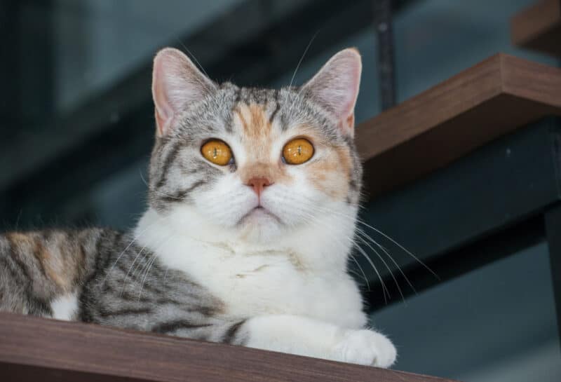gato americano de pelo duro